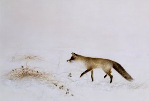 Fuchs im Schnee