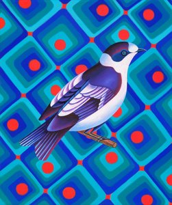 Halbkragenfliegenschnäpper, 2023 von Jane Tattersfield