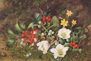 Stechpalmen und Weihnachtsrosen