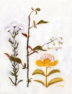 Kriechendes Johanniskraut mit Wildblumen, ca. 2018 von Janel Bragg