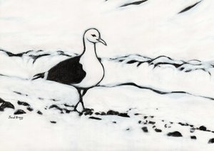 Möwe aus dem Washington Park, ca. 2017 von Janel Bragg