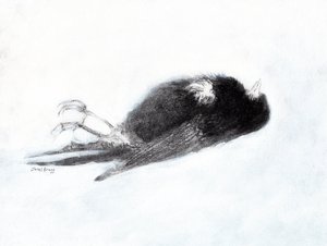 Verletzlichkeit und Tod im Winter (Toter Vogel an meiner Treppe II)