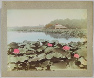 Lotusblumen im Shinobadzu-Teich, Uyeno-Park, Tokio, Japan von Japanese Photographer
