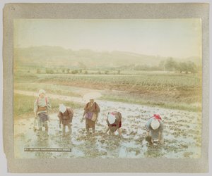 Reissetzlinge pflanzen, Japan von Japanese Photographer