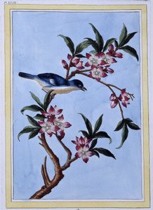 Vogel - Japanischer Druck