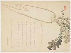 Daikon-Rettich, Januar 1864