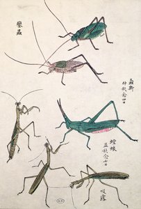 Heuschrecken und Gottesanbeterinnen (Farbholzschnitt) von Japanese School