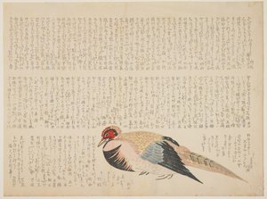 Fasan, um 1818-29