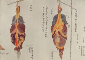 Die Lungen aus der Sektion eines Folteropfers von 1796, aus einem Makimono eines Midori-Arztes von Japanese School