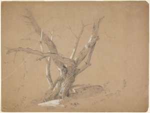 Studie eines Baumes von Jasper Francis Cropsey