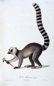 Ein Lemur, ca. 1798-99
