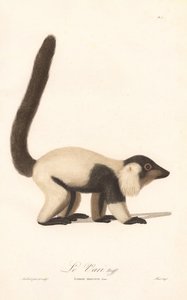 Schwarz-weißer Vari (Lemur macaco) von Jean Baptiste Audebert