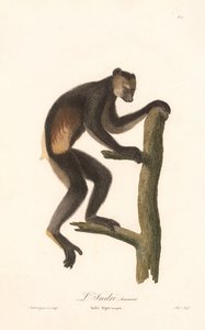 Schwarzindri (Indri Niger) von Jean Baptiste Audebert