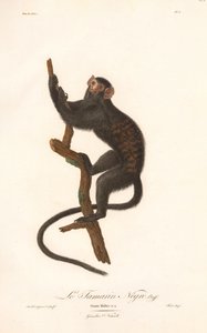 Schwarzer Tamarin (Simia Midas) von Jean Baptiste Audebert