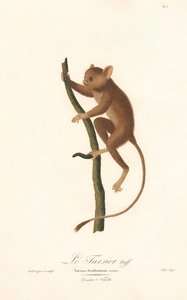 Daubentons Koboldmaki (Tarsius daubentoni) von Jean Baptiste Audebert