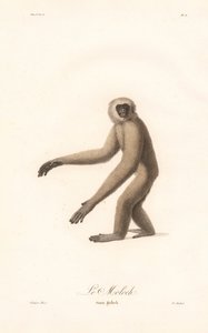 Grauer Langur (Simia moloch) von Jean Baptiste Audebert