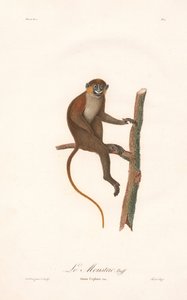 Bartaffe (Simia cephus) von Jean Baptiste Audebert
