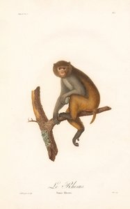 Rhesusaffe (Simia Rhesus) von Jean Baptiste Audebert