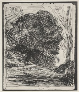 Bäume auf dem Berg