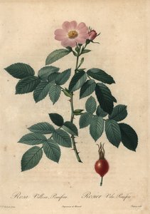 Rosa Apfelrose, Rosa villosa.