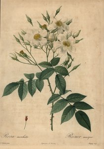 Weiße Moschusrose, Rosa moschata