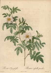 Weiße Rose, Rosa clynophylla