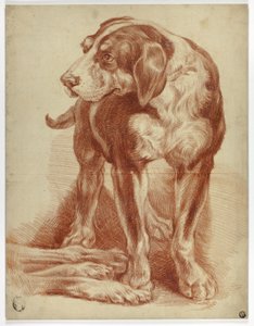 Stehender Hund von Jean Baptiste Huet