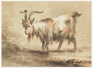 Studie einer Ziege von Jean Baptiste Huet
