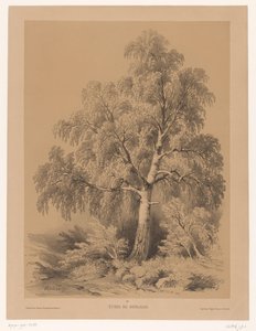 Studie einer Birke (Portefeuille von Jean Baptiste Louis Hubert) von Jean Baptiste Louis Hubert