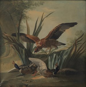 Ein Falke stürzt sich auf ein Paar Enten von Jean Baptiste Oudry