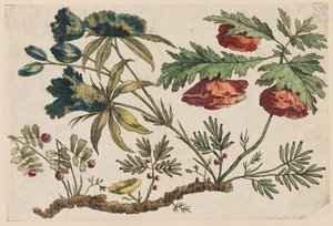Blütenzweig, aus "Sammlung chinesischer Blumen"