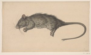 Tote Ratte