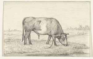 Weidender Stier auf einer Wiese, nach rechts