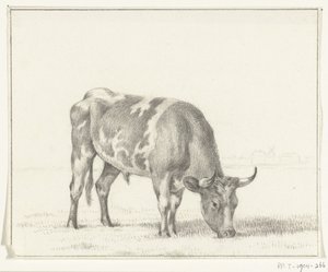 Weidender Stier, nach rechts