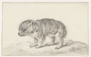Junges Bärchen (?) von Jean Bernard