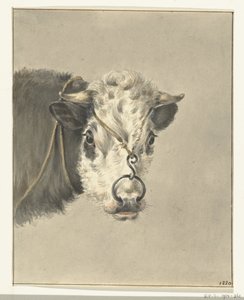 Kopf einer Kuh, mit einem Ring durch die Nase, von vorne von Jean Bernard