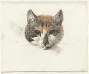 Kopf einer Schildpattkatze, von vorne, mit offenen Augen