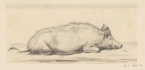 Liegendes Schwein, nach rechts von Jean Bernard