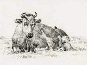 Liegende Kuh