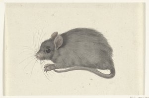 Maus, nach links von Jean Bernard