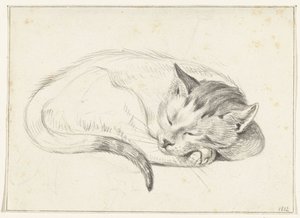 Zusammengerollte, schlafende Katze