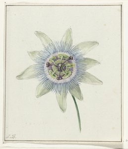 Passionsblume von Jean Bernard