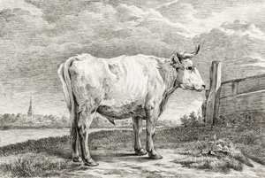 Stehender Stier (1817)