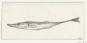Fisch