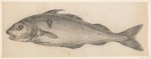 Fisch, nach links
