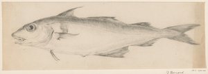 Fisch, nach links
