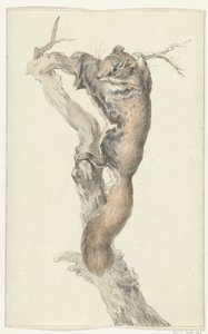 Fliegendes Eichhörnchen auf einem Ast von Jean Bernard