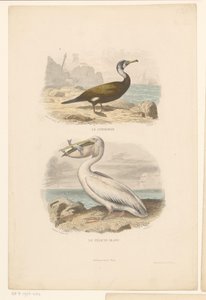 Kormoran und Weißer Pelikan von Jean Charles Pardinel