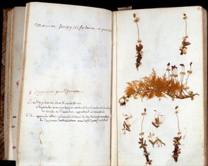 Seiten des Herbariums von Jean Jacques Rousseau (1712-1778), Schriftsteller und Philosoph der Aufklärung, Blatt und Blumen mit handschriftlichen Anmerkungen