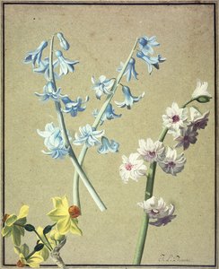 Eine Blaue und eine Lavendel Hyazinthe und eine Gelbe Narzisse, ca. 1805 von Jean Louis Prevost